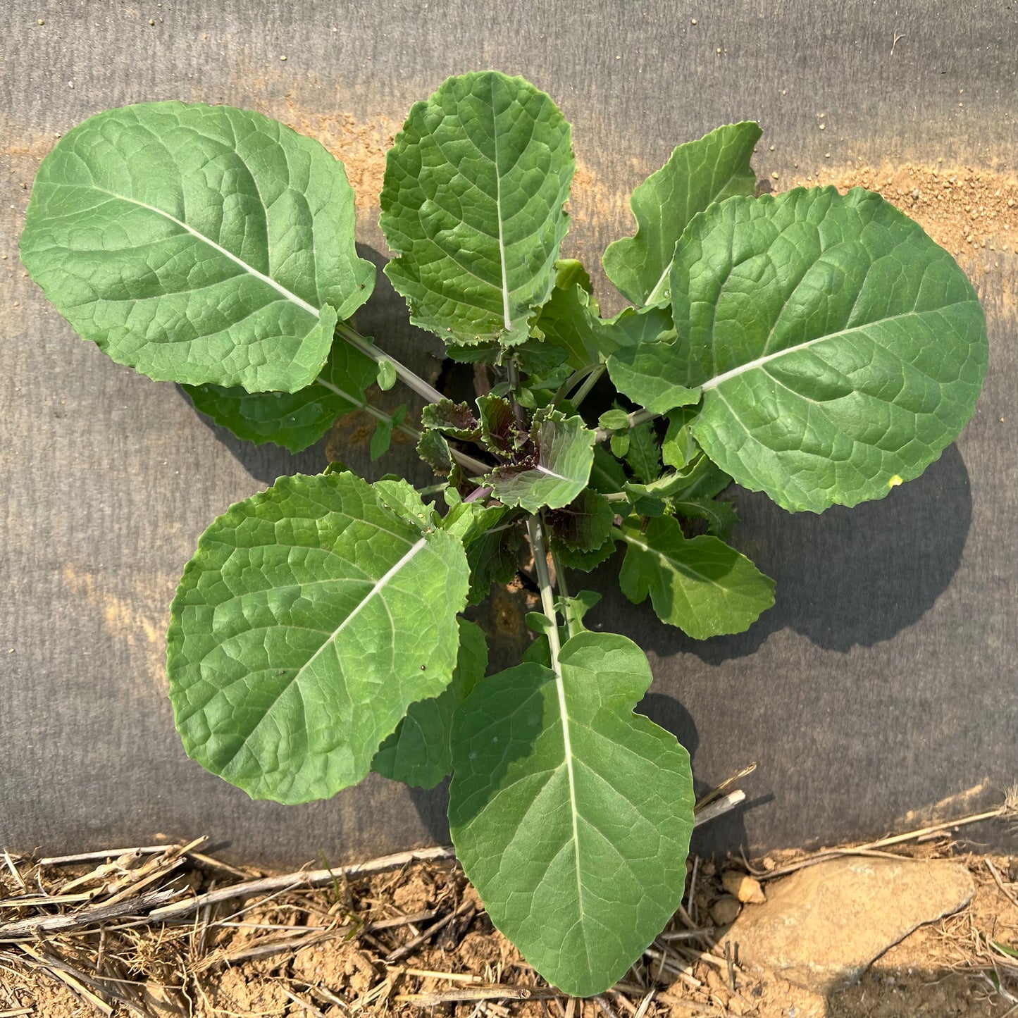 Ethiopian Blue Kale