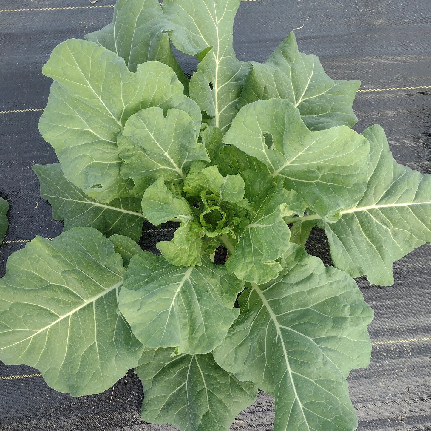 Moses Smith Yellow Cabbage Collard