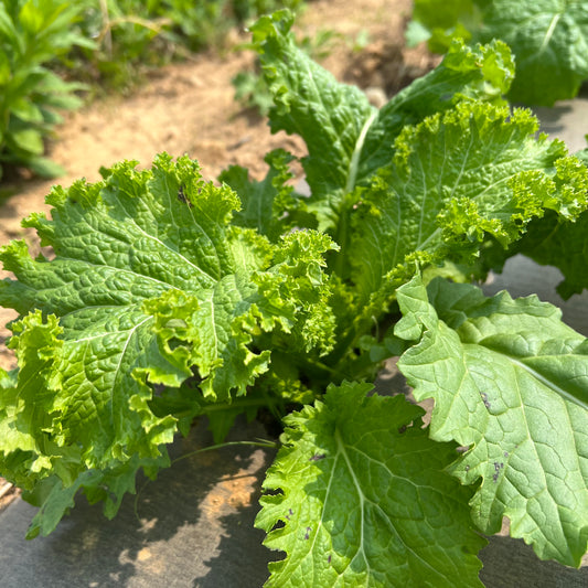 Southern Giant Curled Mustard
