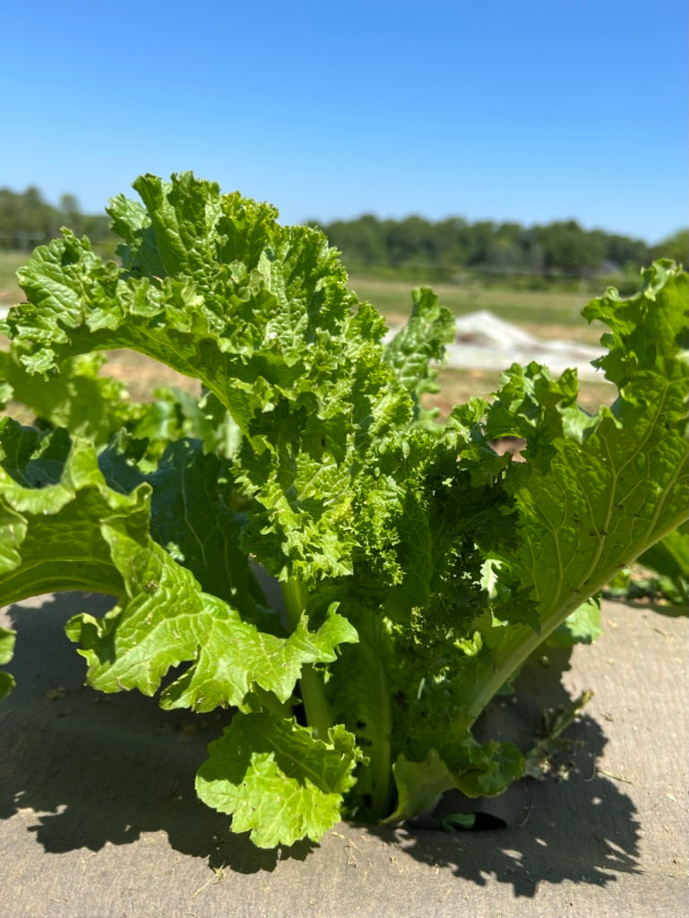 Southern Giant Curled Mustard