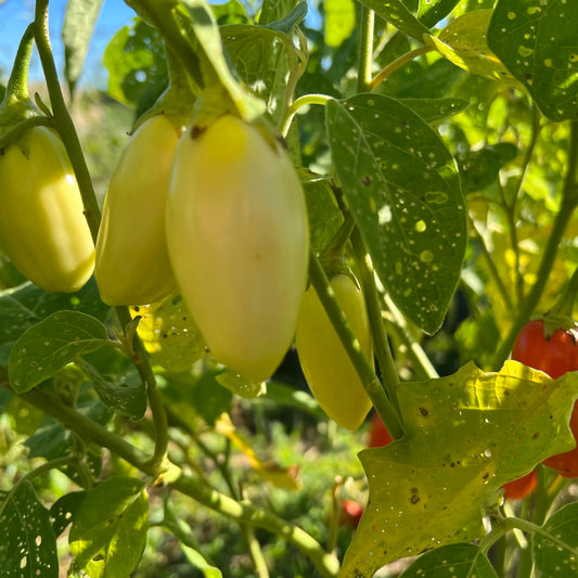 White Garden Egg Eggplant