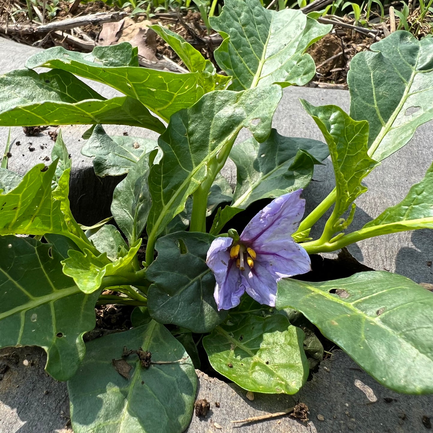 Gboma Leaf Eggplant