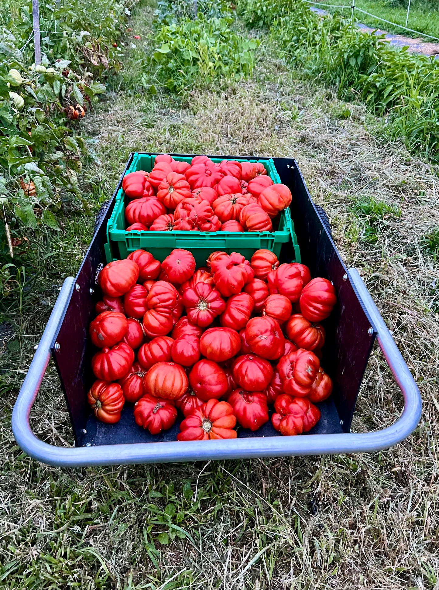 Sierra Leone Ribbed Tomato