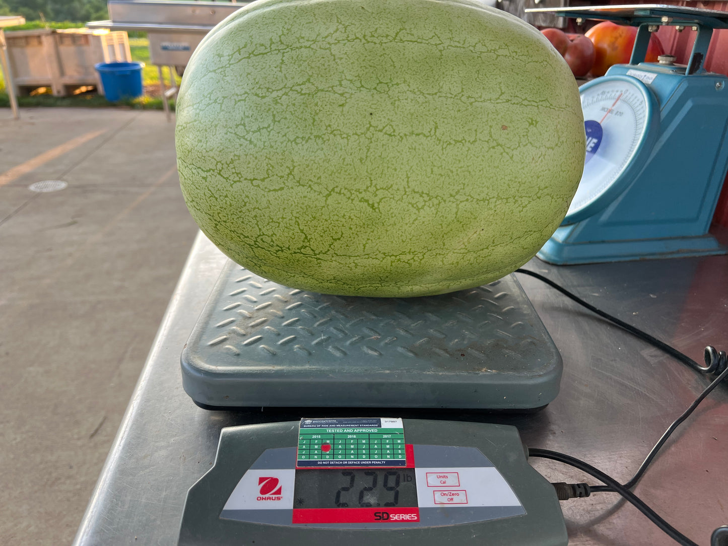 Large White Watermelon