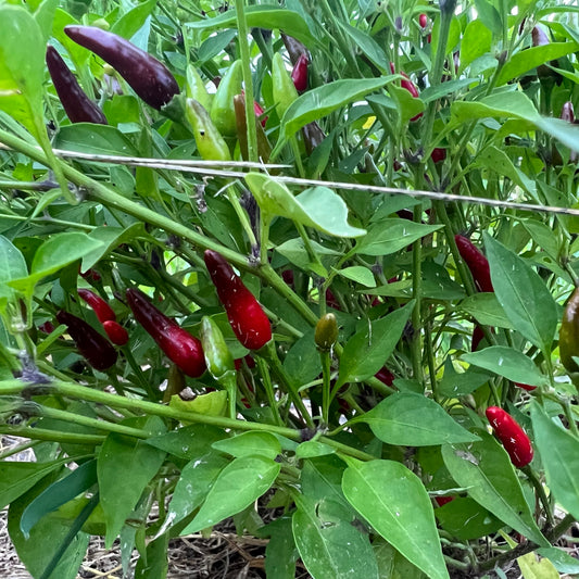 West Park Bird's Eye (Piri Piri) Pepper