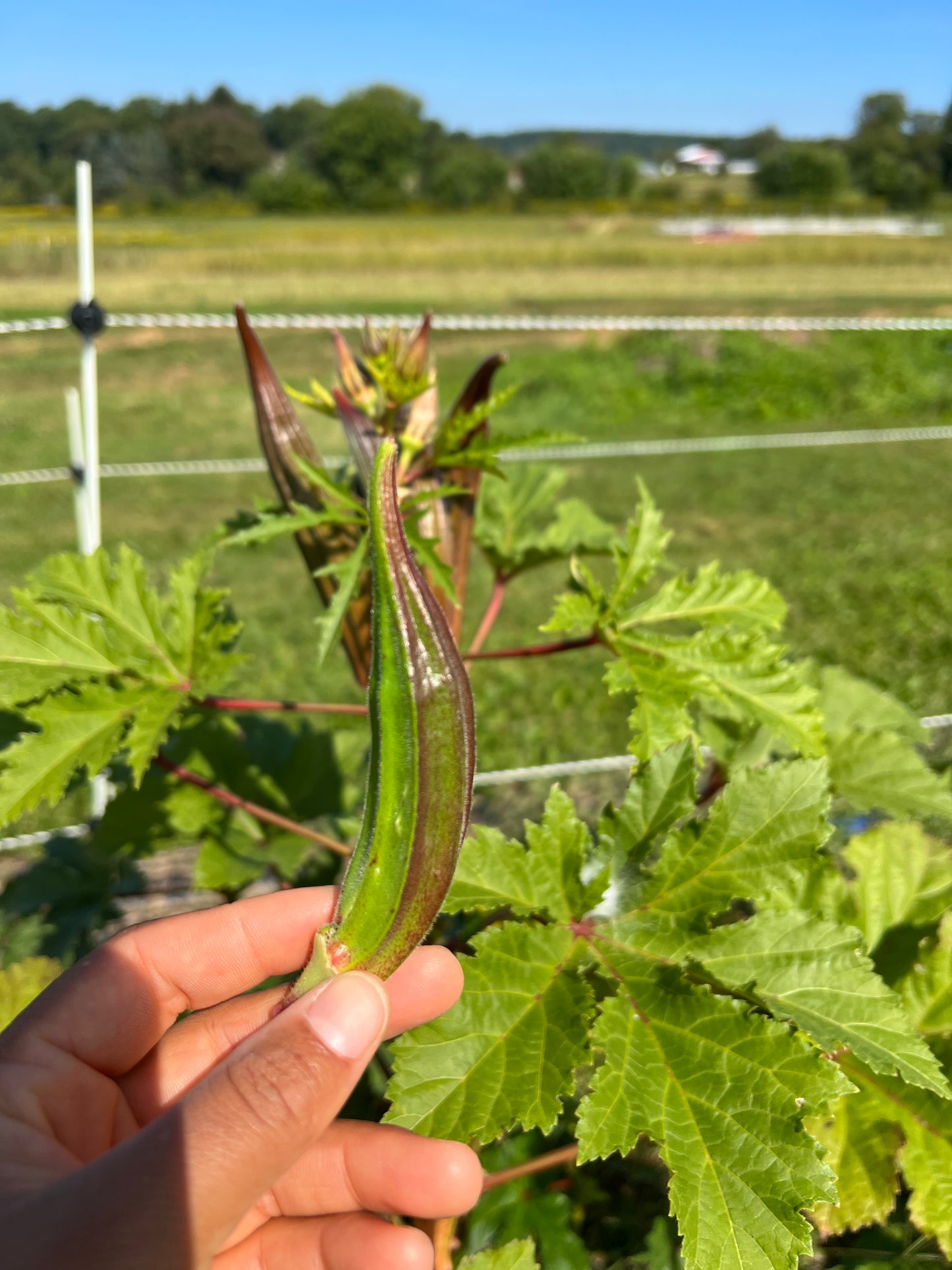 Santiago Painted Okra
