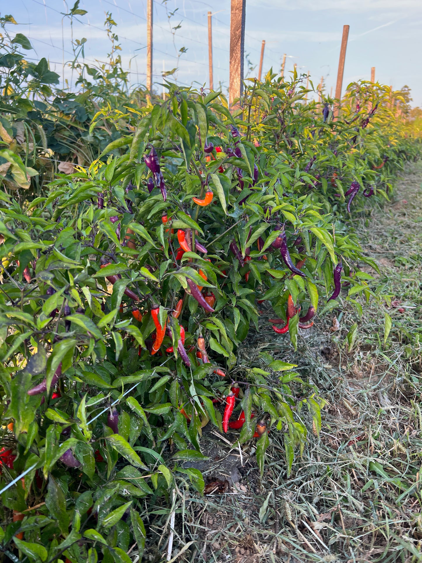 Buena Mulata Pepper