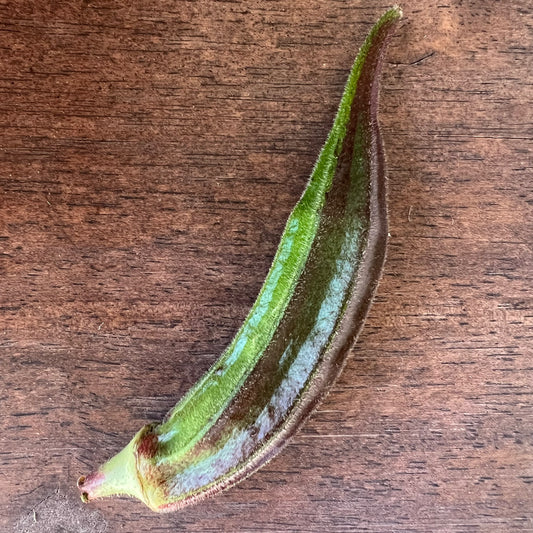 Santiago Painted Okra