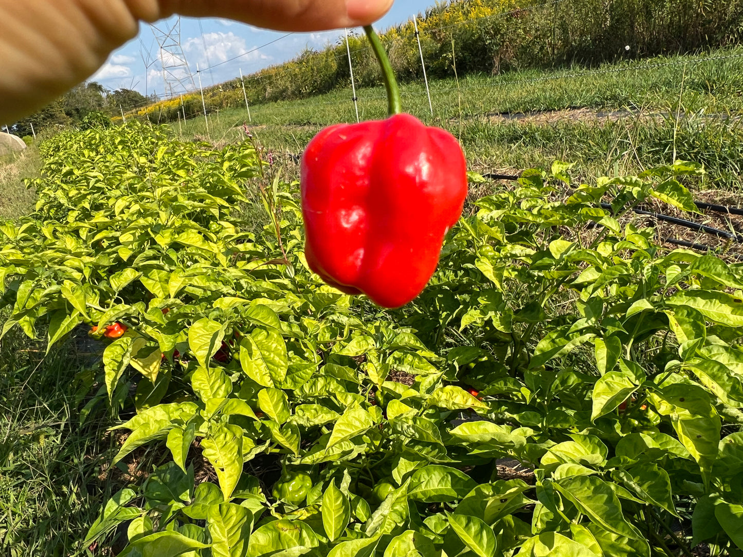 Aji Dulce Pepper