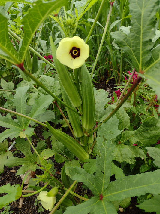 Catawba Freedman Okra