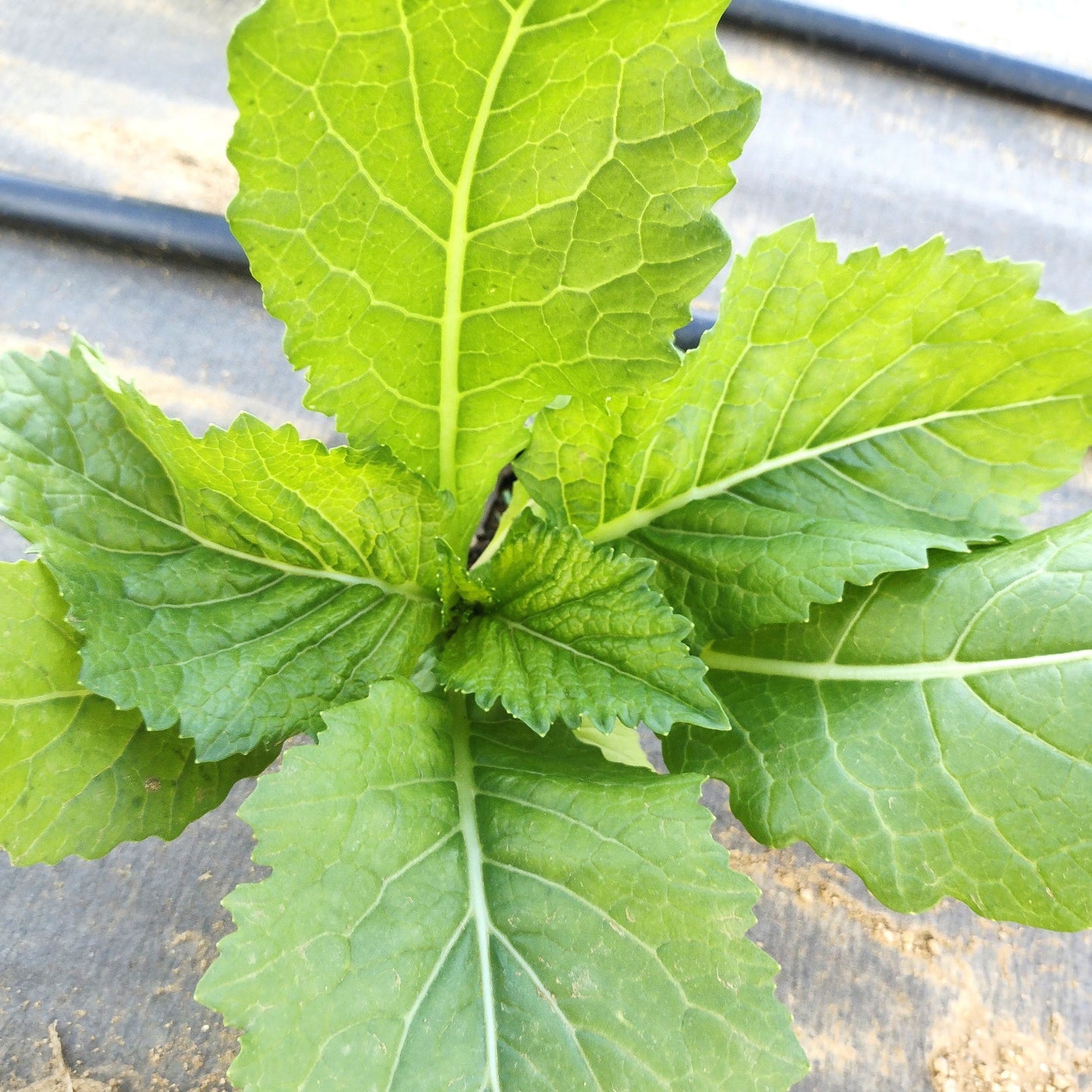 Carolina Broadleaf Mustard