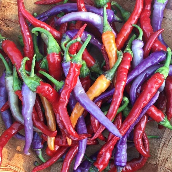 Buena Mulata Pepper