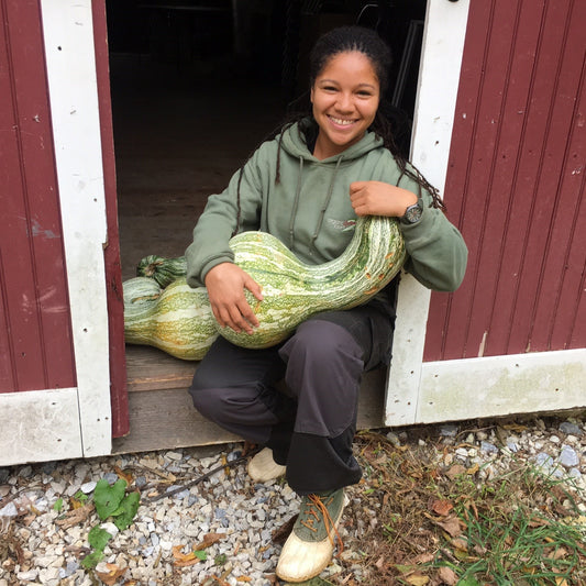 Green Striped Cushaw Squash