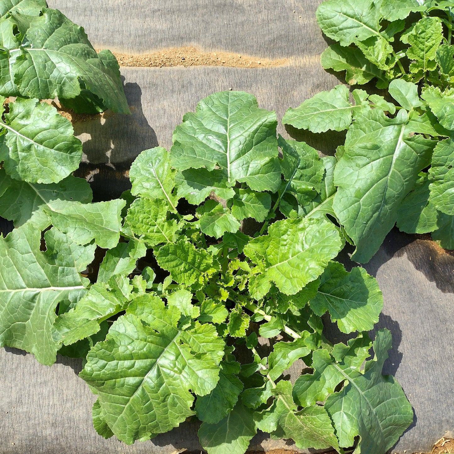 Ethiopian Green Mustard