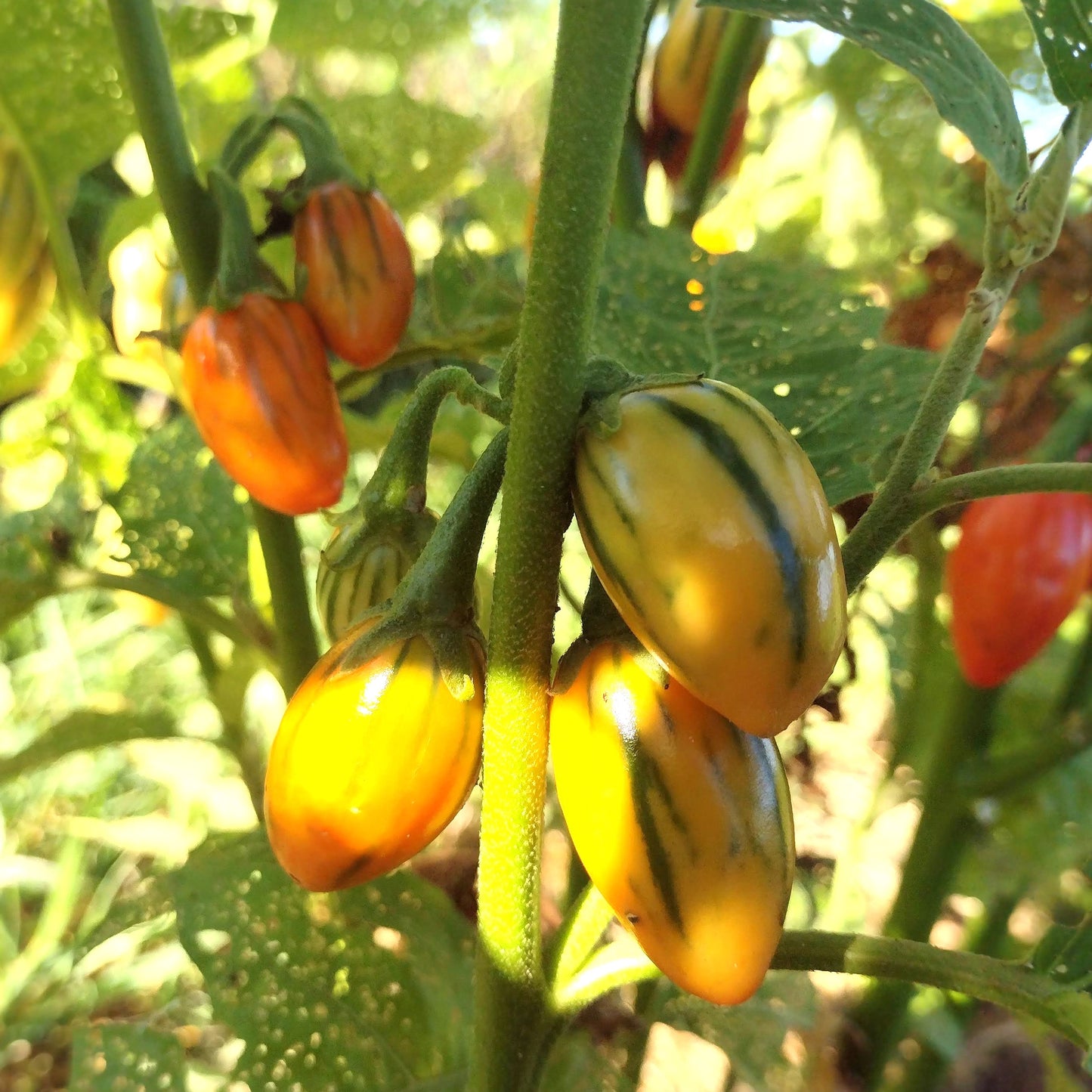 Striped Garden Egg