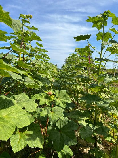 Motherland Okra