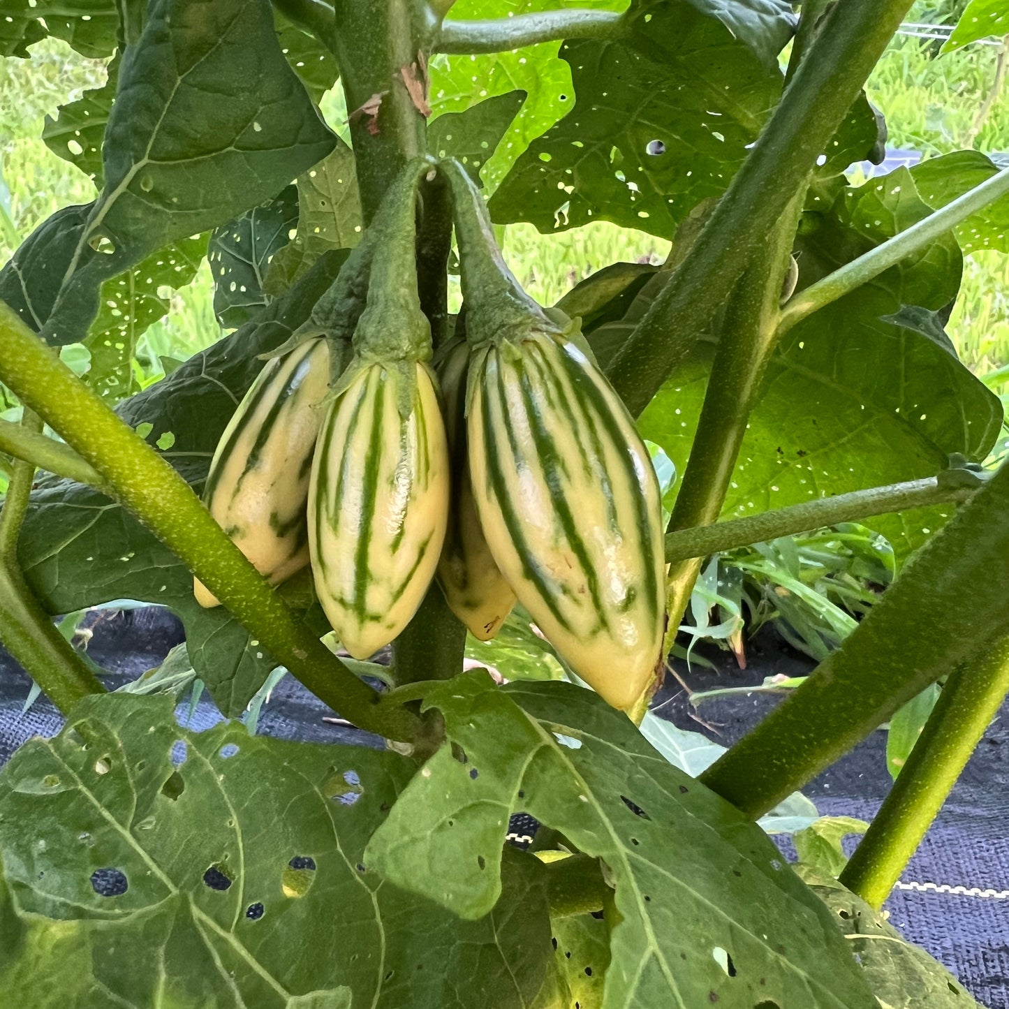 Striped Garden Egg