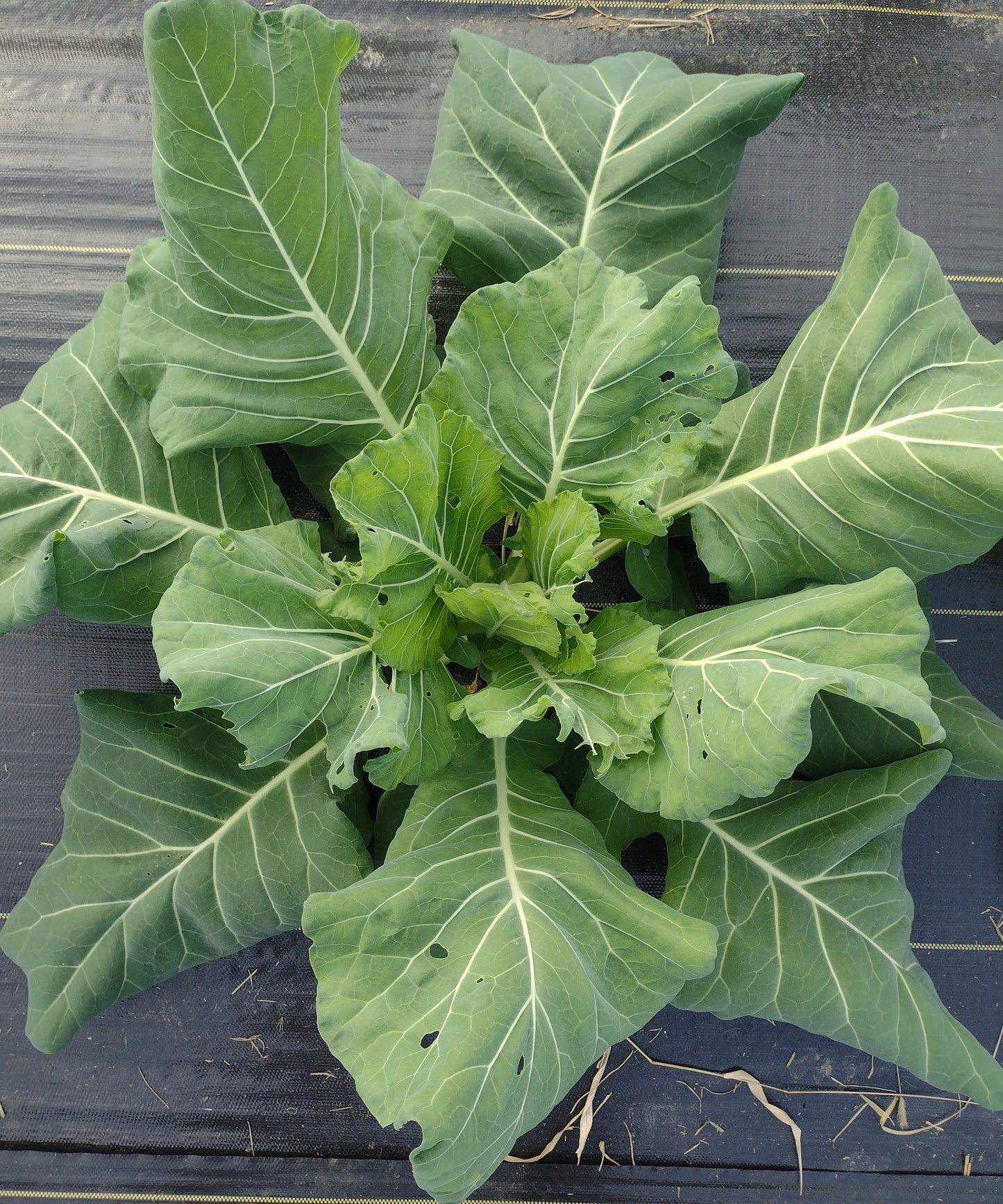 Moses Smith Yellow Cabbage Collard