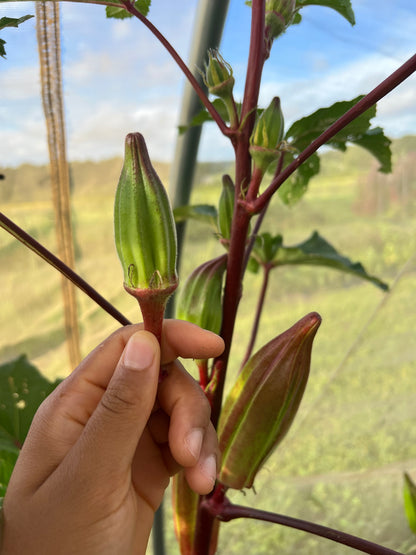 Old Black Man's Okra