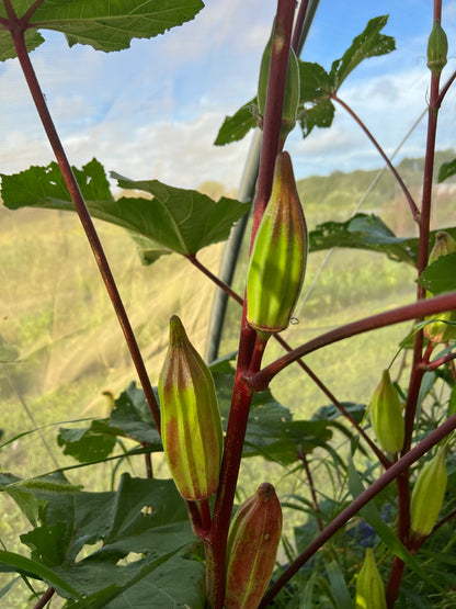 Old Black Man's Okra