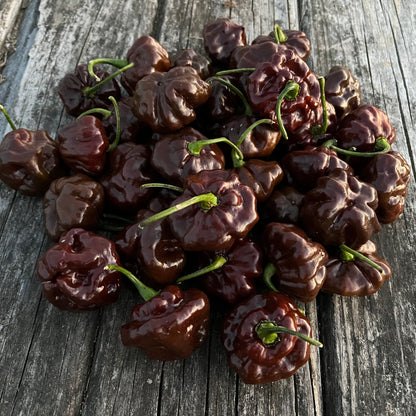 Chocolate Scotch Bonnet Pepper