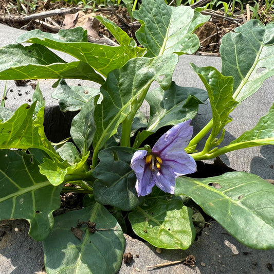 Gboma Leaf Eggplant