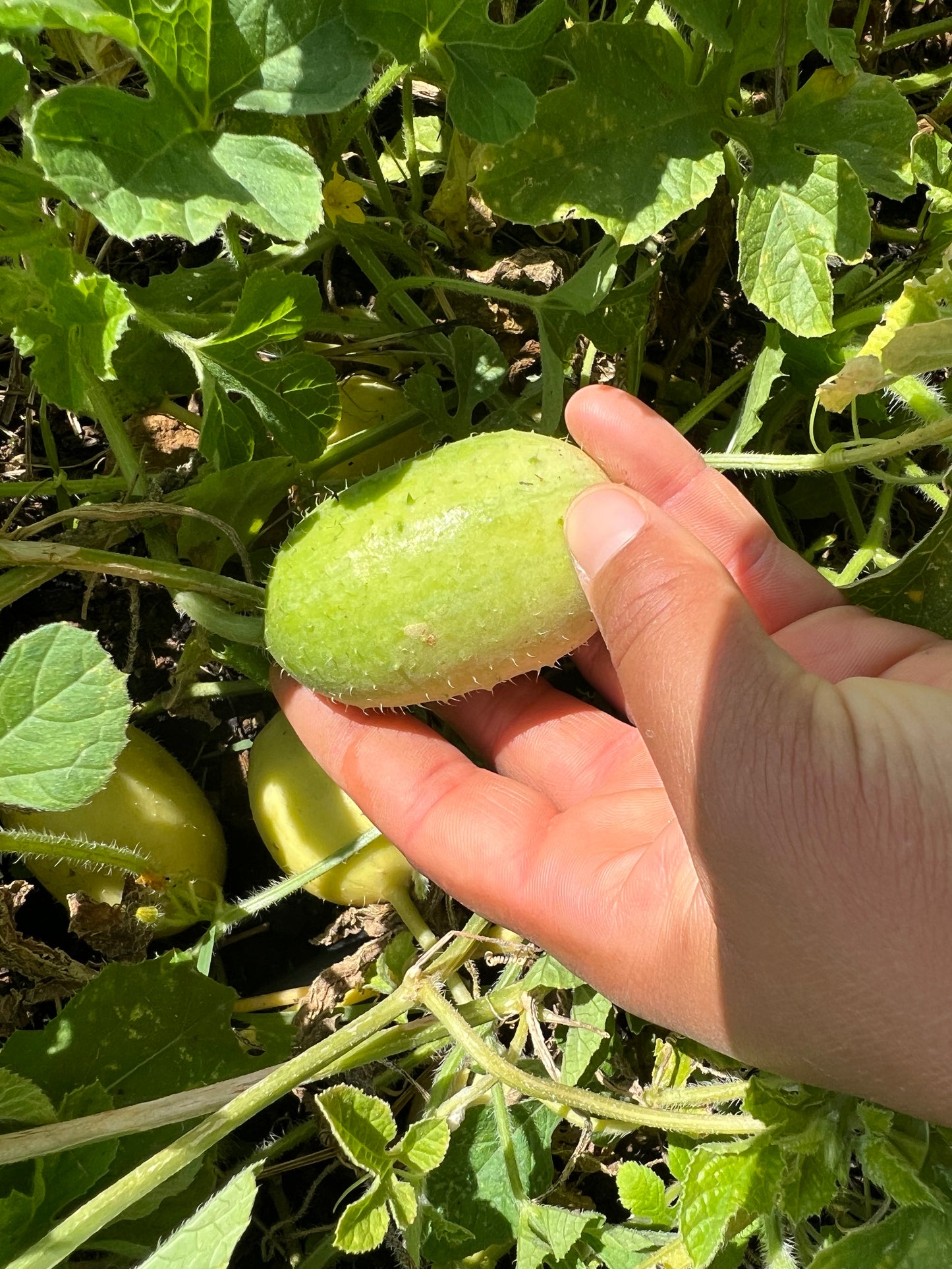 Ethiopian Burr Gherkin