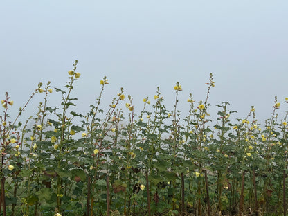 Motherland Okra