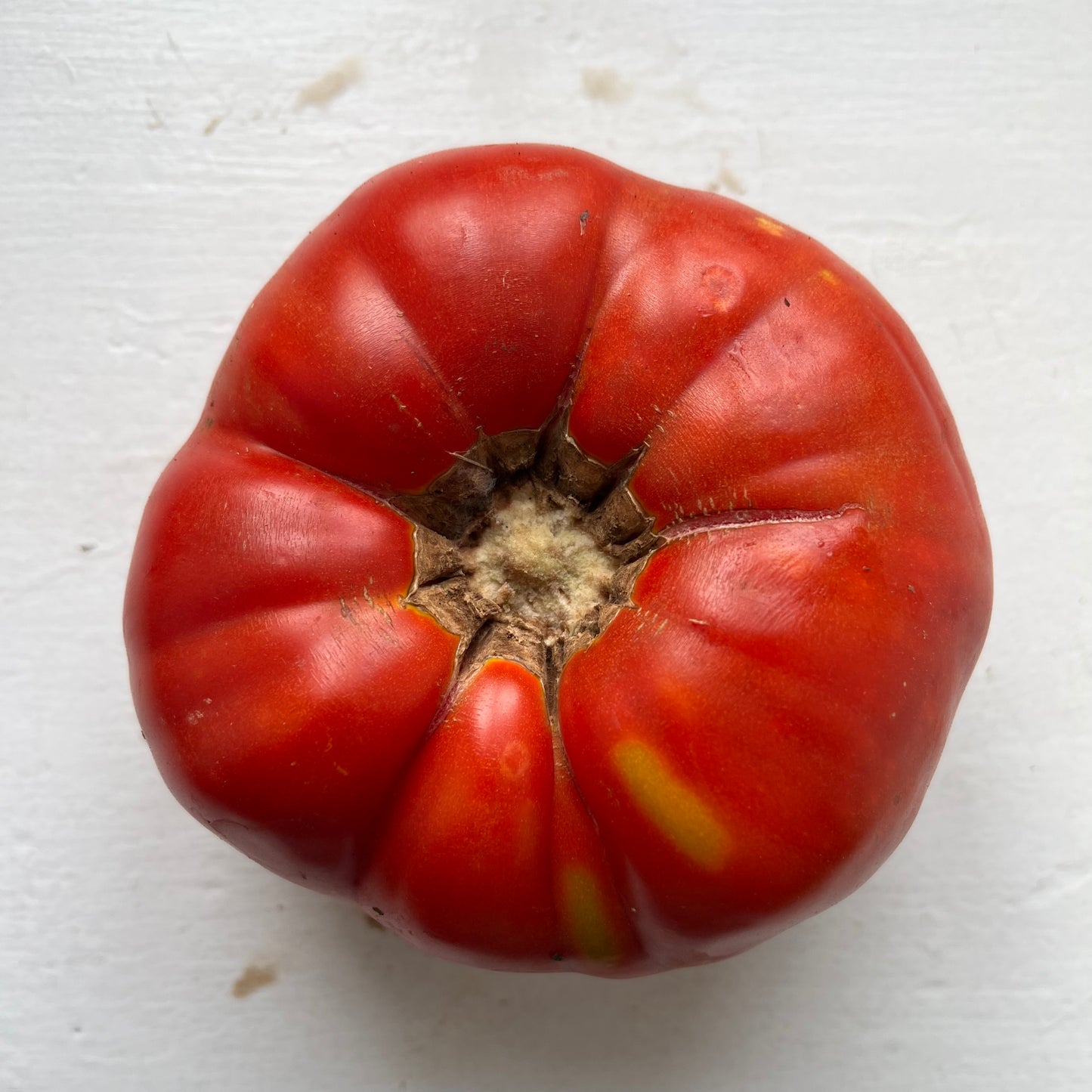 Aunt Lou's Underground Railroad Tomato