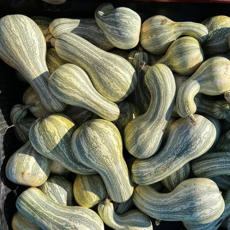 Cushaw Pie Butter - 3 jars