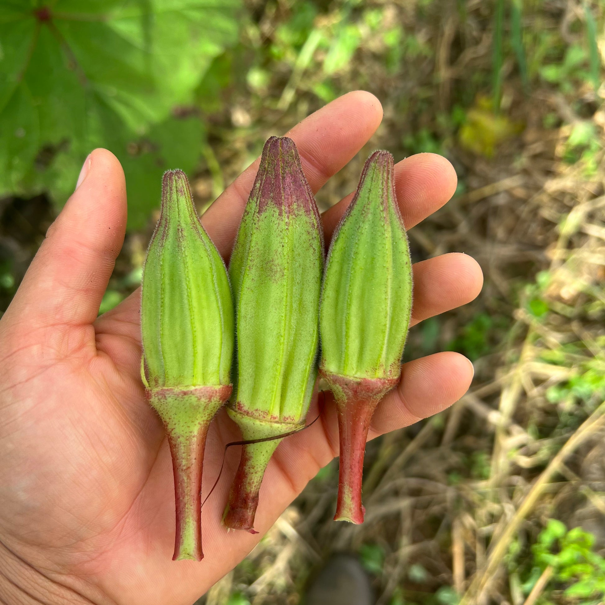 okra plant seeds Old Black Man's Okra – Sistah Seeds