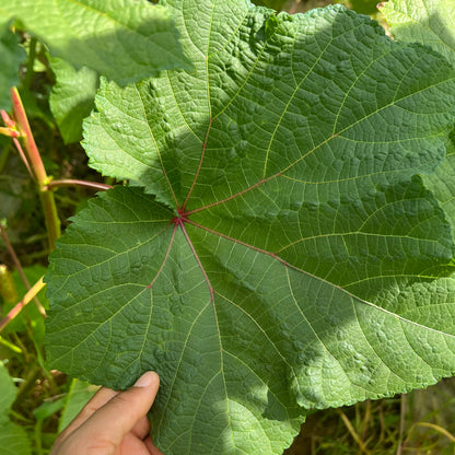 Motherland Okra