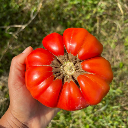 Sierra Leone Ribbed Tomato