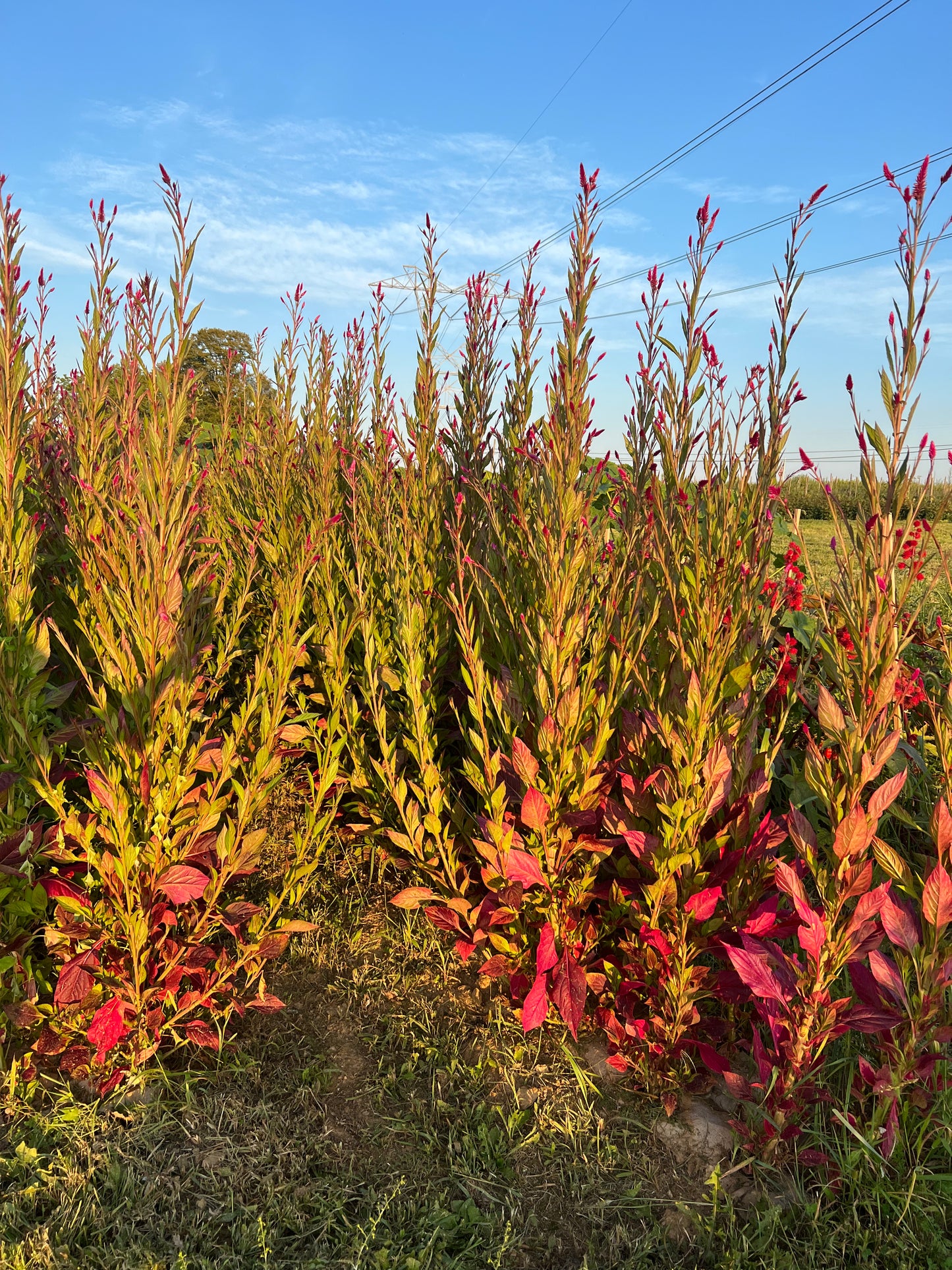 Efo Shoko (Celosia Greens)