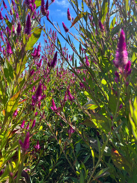 Efo Shoko (Celosia Greens)