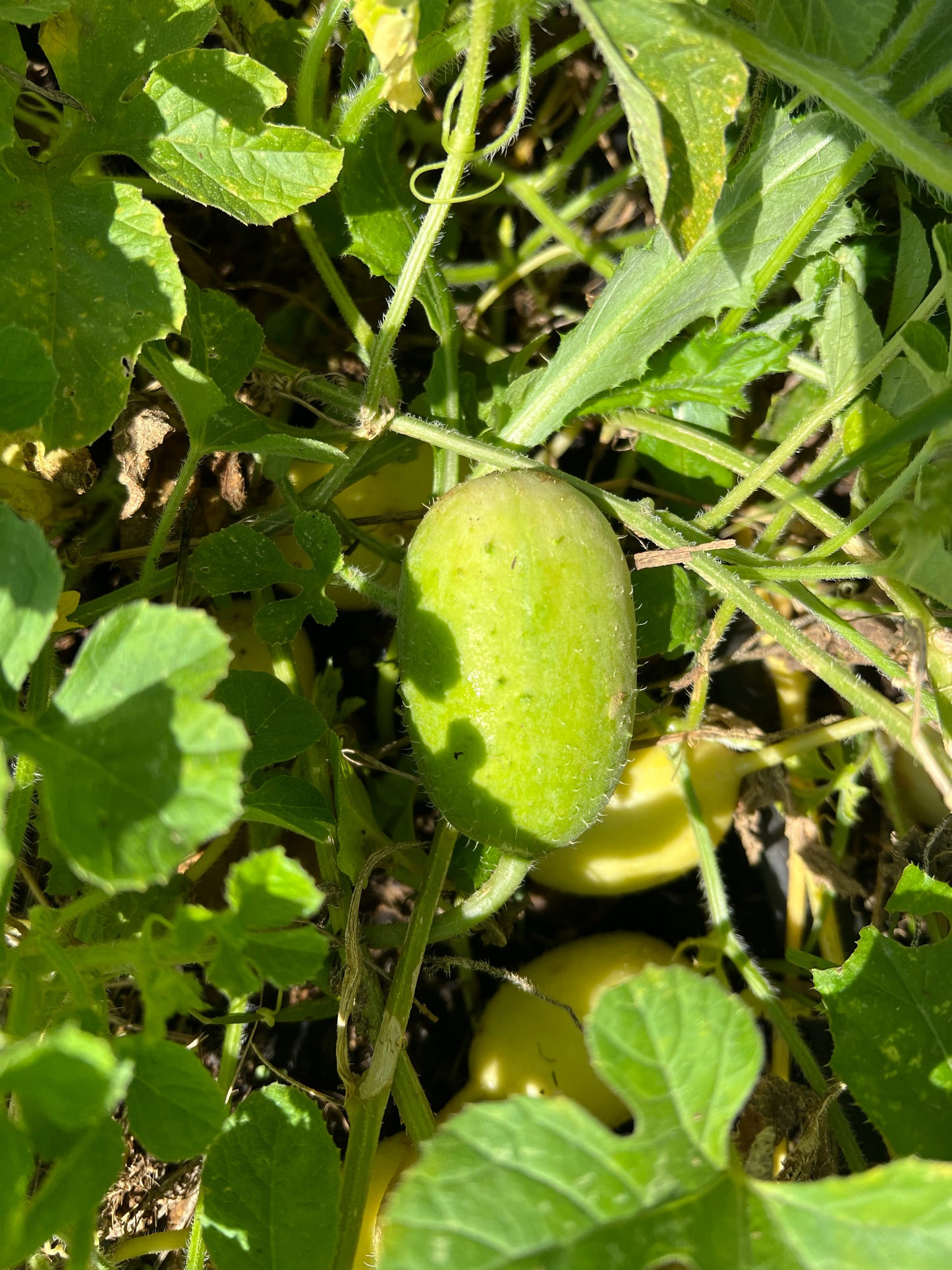 Ethiopian Burr Gherkin