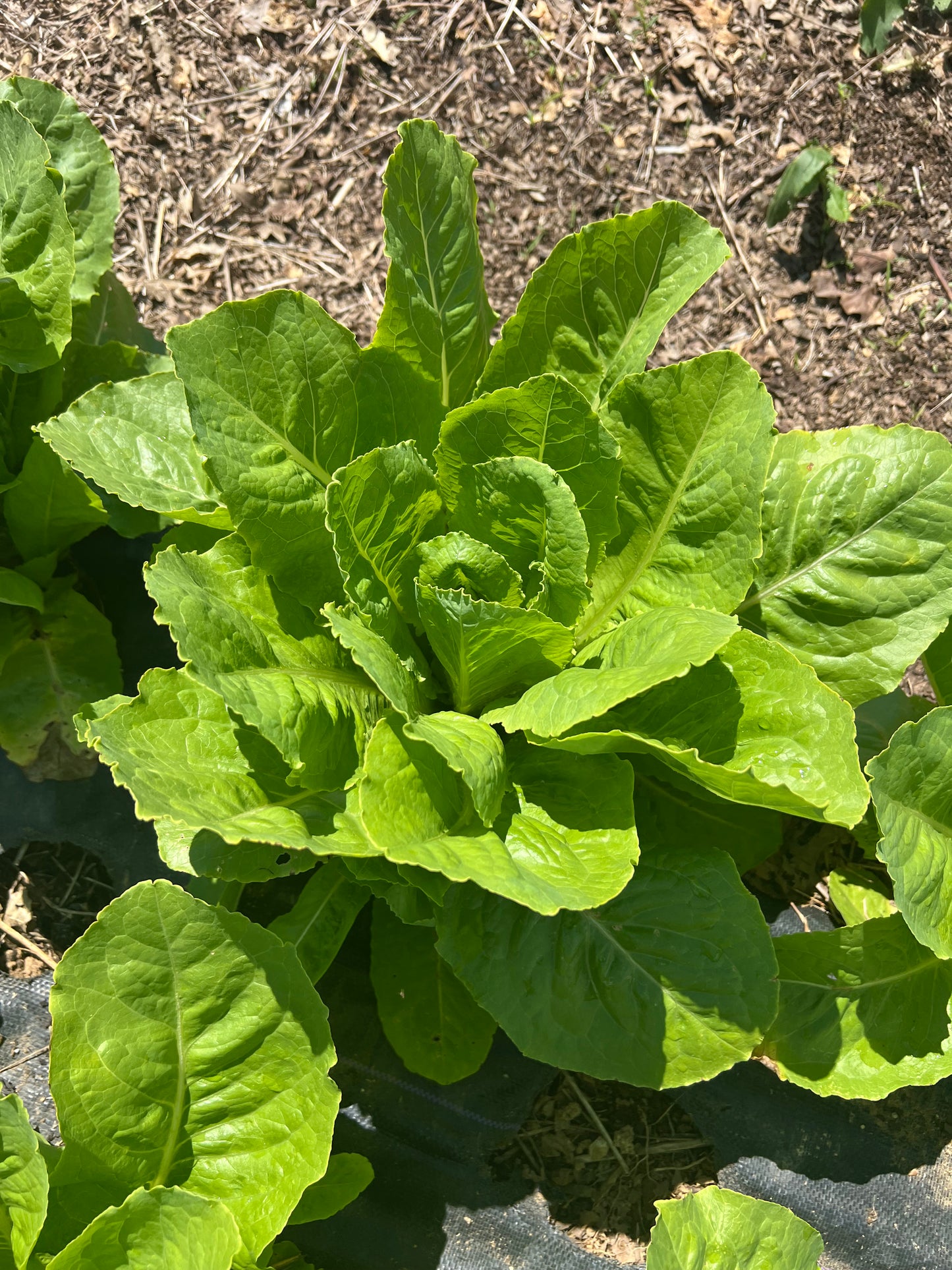 Balady Aswan Egyptian Stem Lettuce