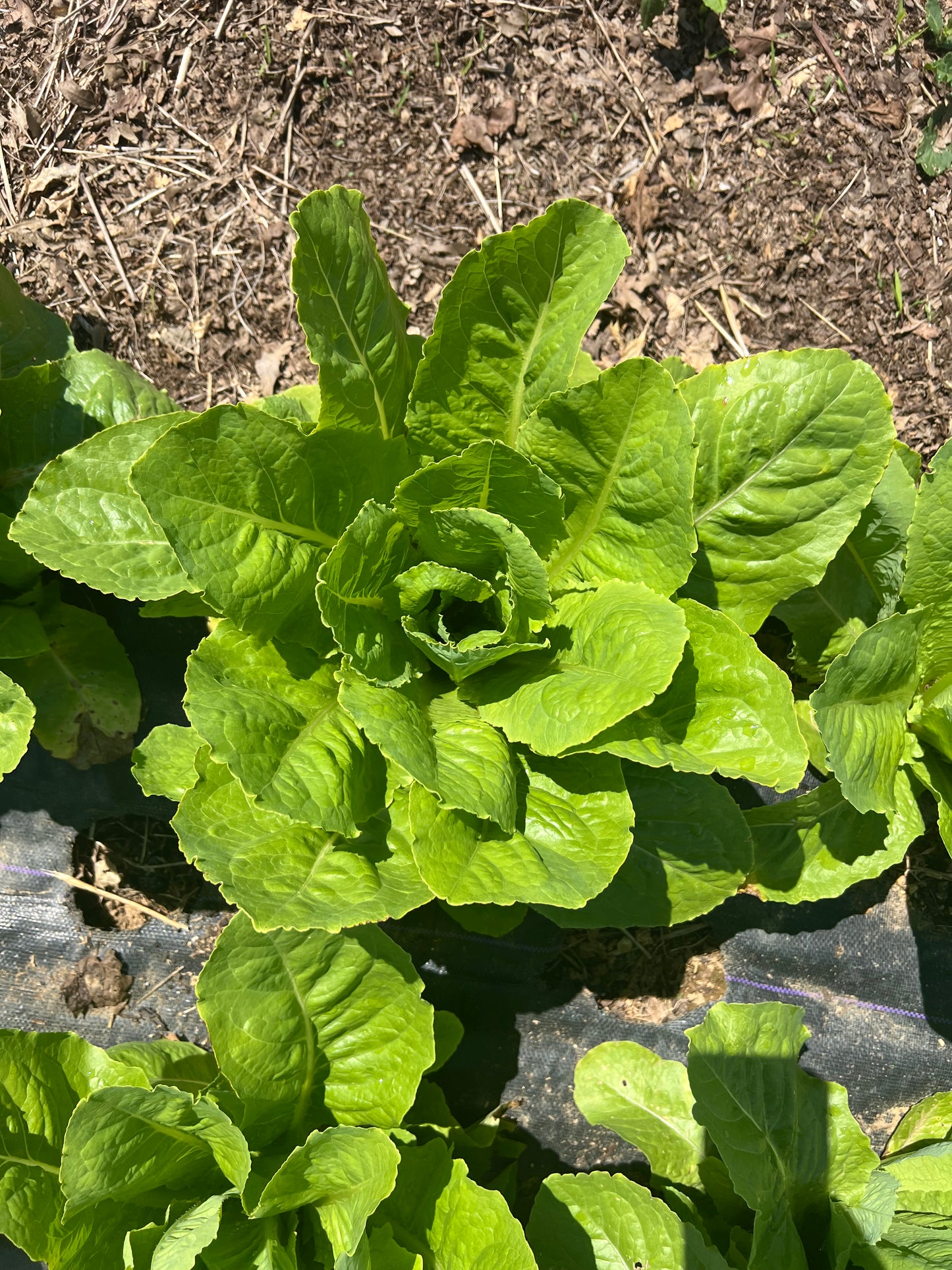 Balady Aswan Egyptian Stem Lettuce