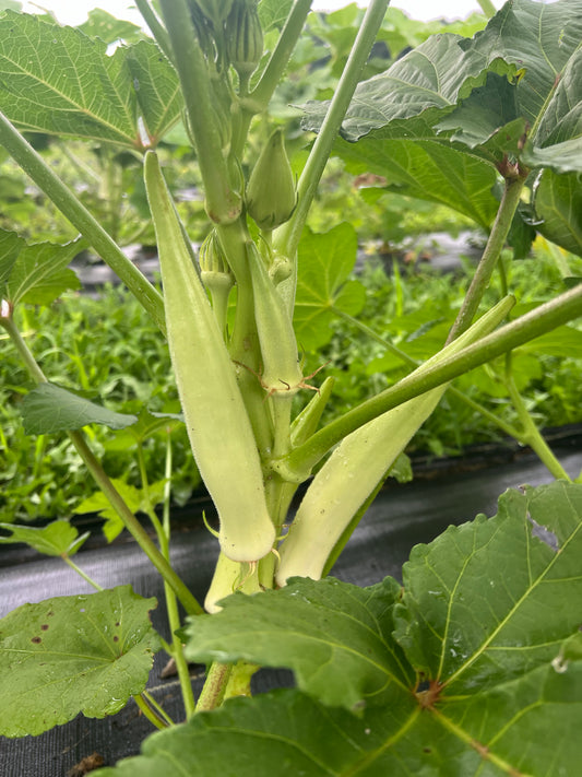 White Velvet Okra