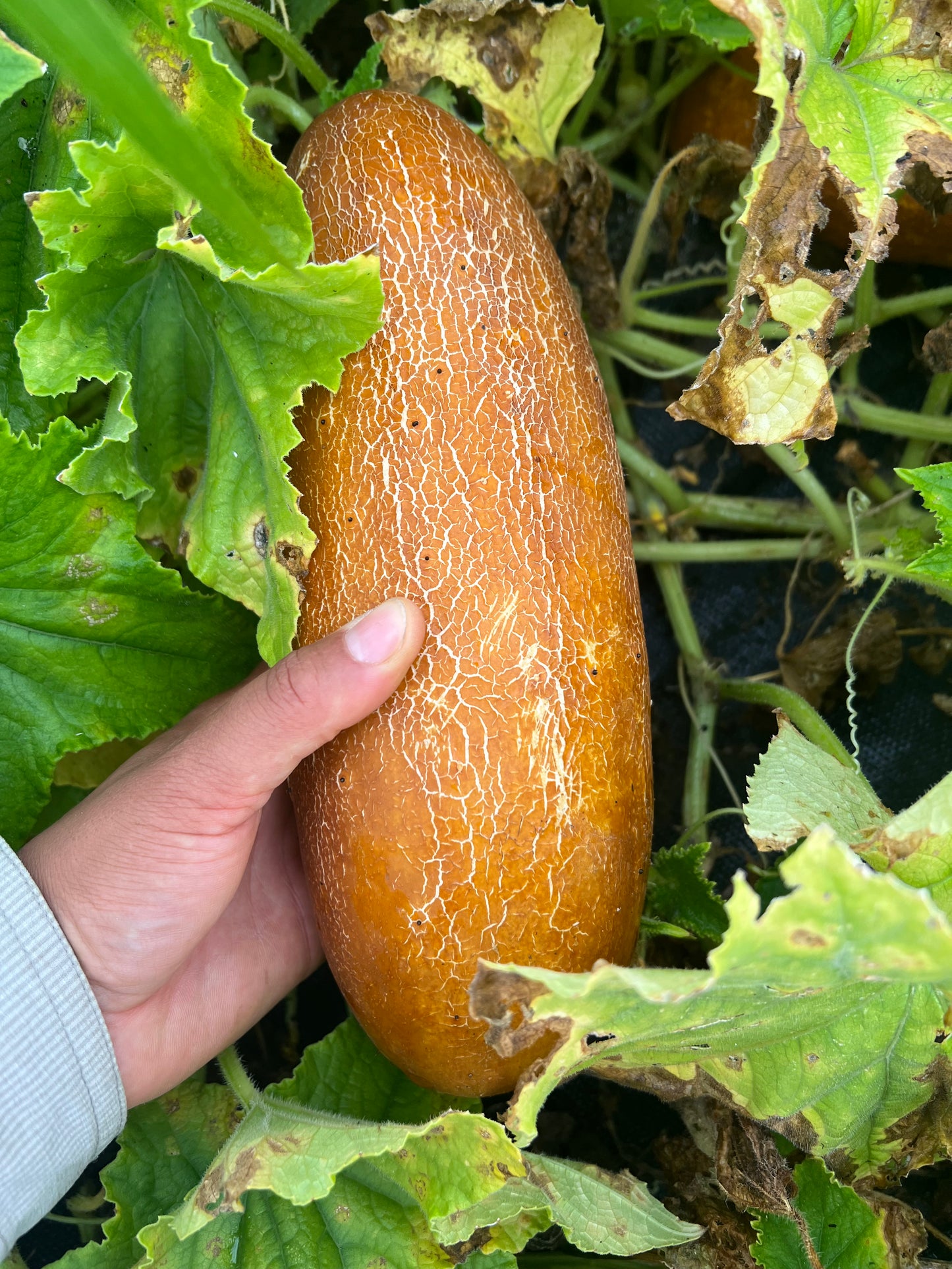 Poona Kheera Cucumber