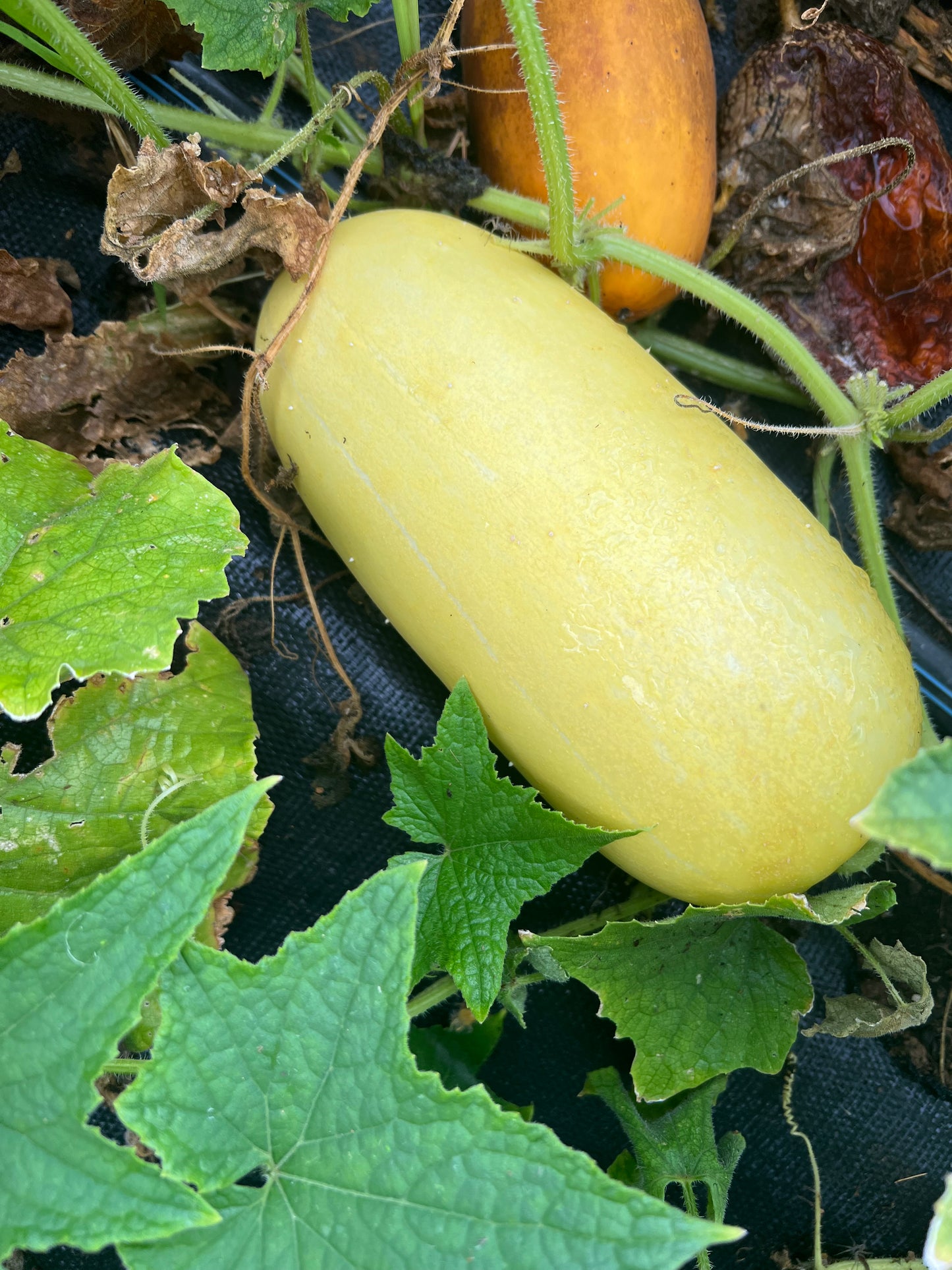 Poona Kheera Cucumber