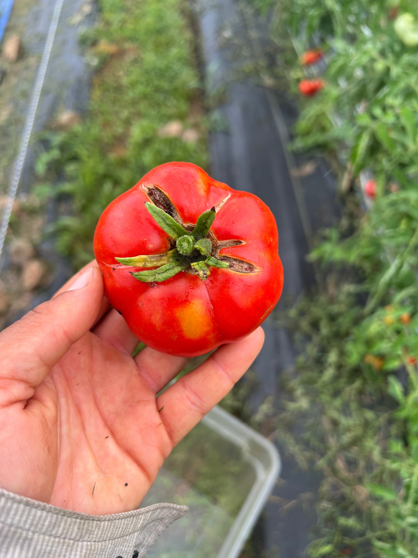 Moyamensing Tomato