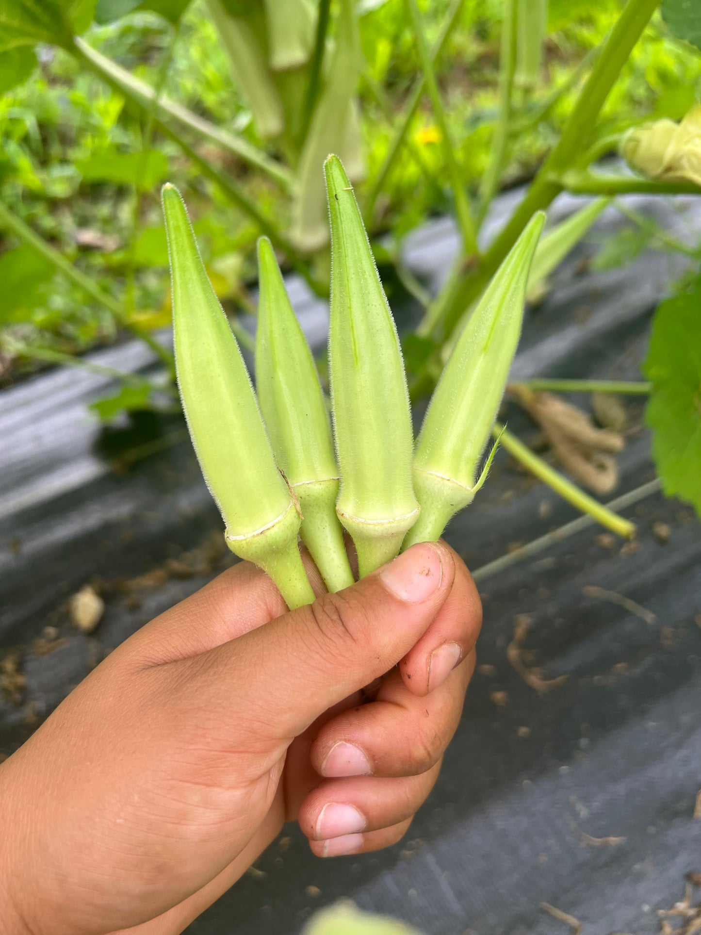 White Velvet Okra