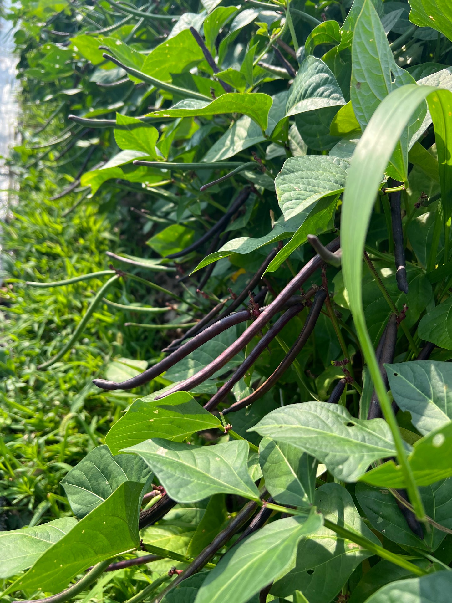 Haricot Rouge de Burkina Faso Pea