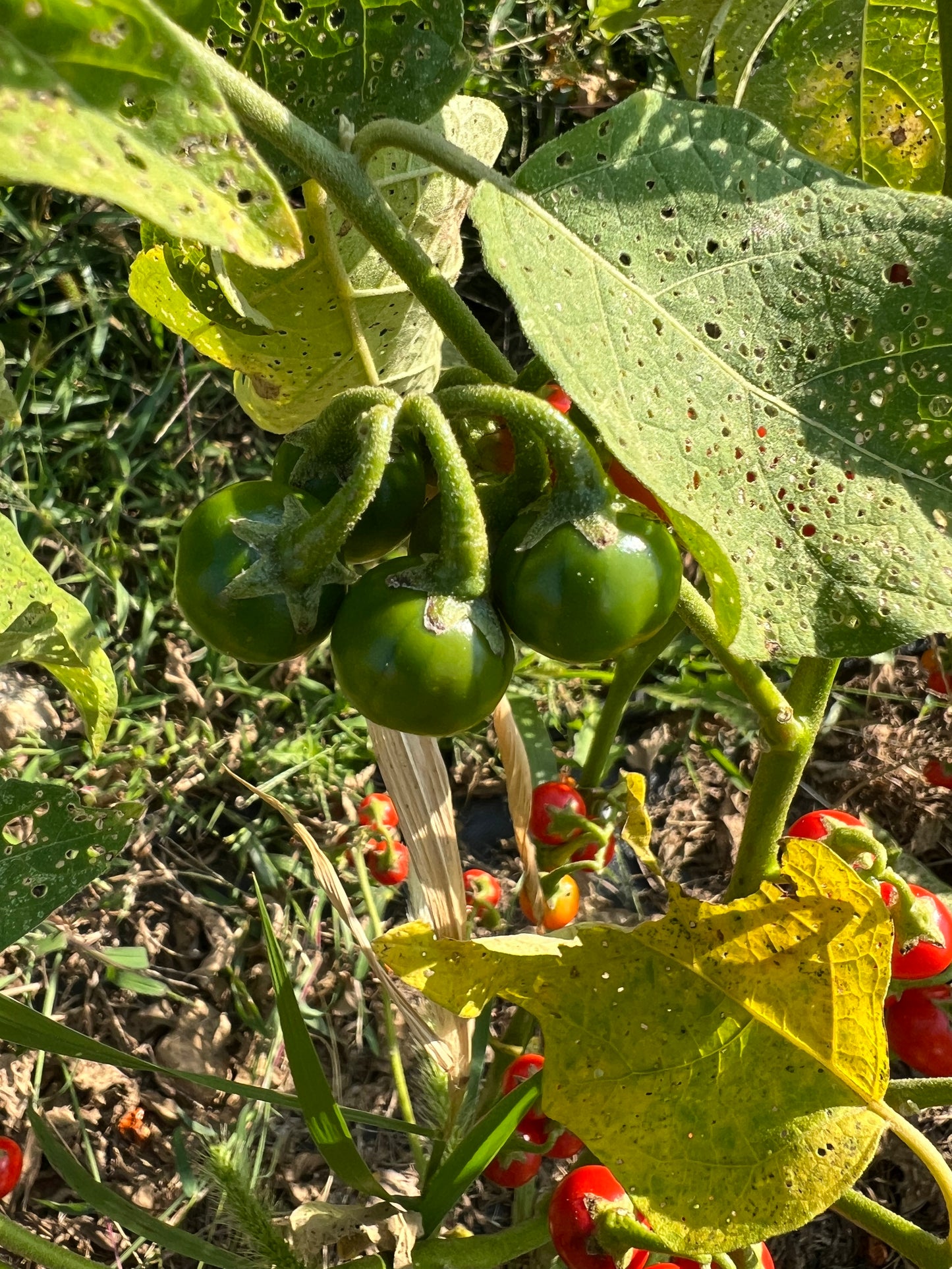 Liberian Kittley Eggplant