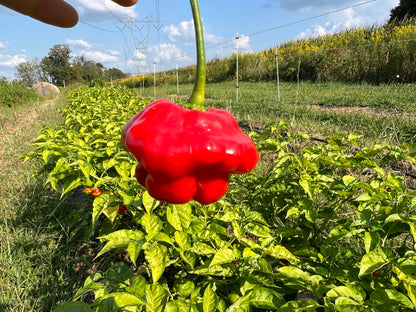 Aji Dulce Pepper