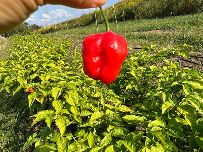 Aji Dulce Pepper