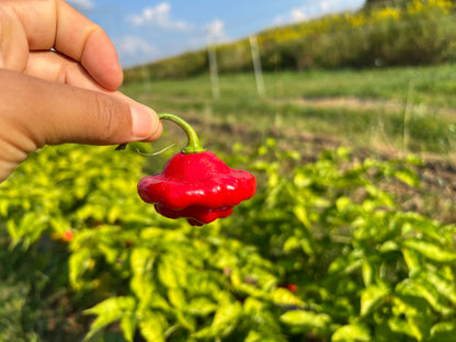 Aji Dulce Pepper