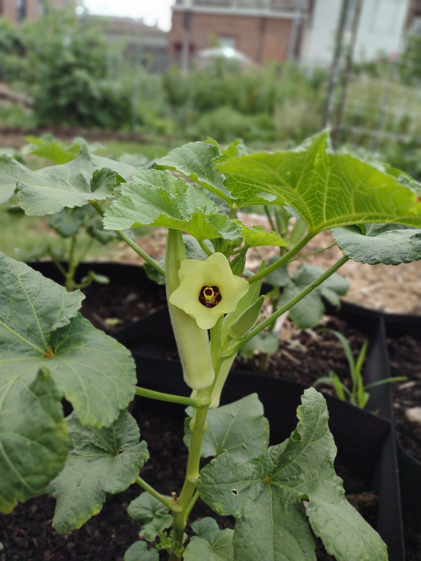 White Velvet Okra