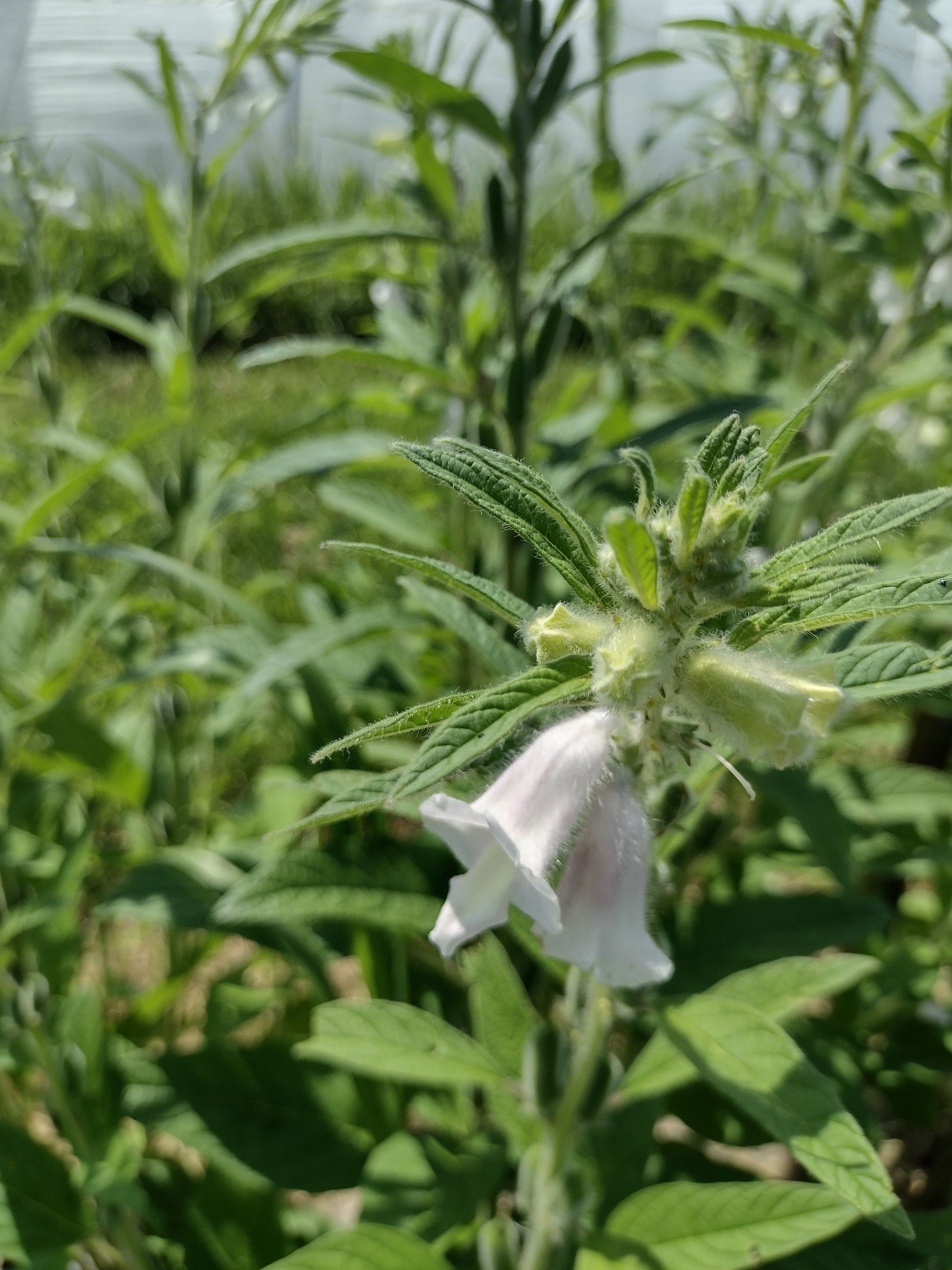 sesame seed plant Benne Sesame – Sistah Seeds